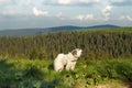 Pyrenean mountain dog barking on slope scenic photography