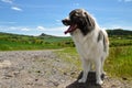 Pyrenean Mountain Dog Royalty Free Stock Photo