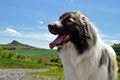 Pyrenean Mountain Dog Royalty Free Stock Photo