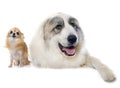 Pyrenean Mountain Dog and chihuahua