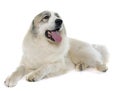 Pyrenean Mountain Dog