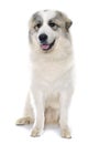 Pyrenean Mountain Dog