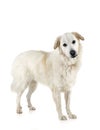 Pyrenean Mountain Dog Royalty Free Stock Photo