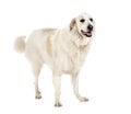 Pyrenean Mountain Dog Royalty Free Stock Photo