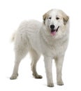 Pyrenean Mountain Dog or Great Pyrenees Royalty Free Stock Photo