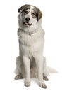 Pyrenean Mountain Dog, known as the Great Pyrenees Royalty Free Stock Photo