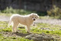 Pyrenean mountain puppy, patou Royalty Free Stock Photo