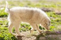 Pyrenean mountain puppy, patou Royalty Free Stock Photo