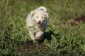 Pyrenean mountain puppy, patou Royalty Free Stock Photo
