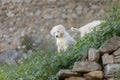 Pyrenean mountain puppy, patou, in the grass Royalty Free Stock Photo