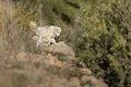 Pyrenean mountain puppy, patou, in nature Royalty Free Stock Photo