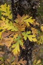 Pyrenean oak autumnal foliage