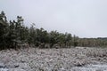 Pyrenean oak forest Quercus pyrenaica after the first autumn snow. Royalty Free Stock Photo