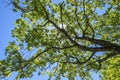 Pyrenean oak, Quercus pyrenaica