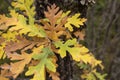 Pyrenean oak tree autumnal foliage close up