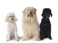 Pyrenean Sheepdog and poodles in studio Royalty Free Stock Photo