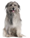 Pyrenean Shepherd dog, 18 months old, sitting