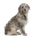 Pyrenean Shepherd dog, 7 months old, sitting