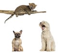 Pyrenean Shepherd, French Bulldog, Spotted Leopard cub on a branch Royalty Free Stock Photo