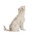 Pyrenean Shepherd in front of white background
