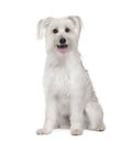 Pyrenean Shepherd in front of white background