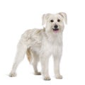 Pyrenean Shepherd in front of white background