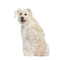 Pyrenean Shepherd in front of white background