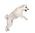 Pyrenean Shepherd in front of white background