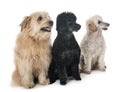 Pyrenean shepherd and poodles Royalty Free Stock Photo