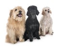 Pyrenean shepherd and poodles Royalty Free Stock Photo