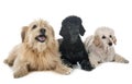 Pyrenean shepherd and poodles Royalty Free Stock Photo