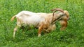 Pyrenean white goat feeding on plants and grass in natural green pasture Royalty Free Stock Photo