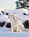 Pyrenee mountain dog Royalty Free Stock Photo