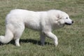 Pyrenees dog