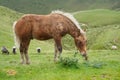 Pyrenees's pony 2 Royalty Free Stock Photo