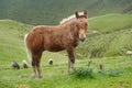Pyrenees's pony Royalty Free Stock Photo