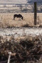 Pyrenes horse pasturing on a brown meadow field landscape