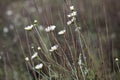 Pyrethrin flowers in field