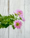 Pink Pyrethrum daisy Flower Background