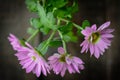 Pink Pyrethrum daisy Flower close up Background