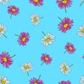 Pyrethrum daisy seamless pattern on blue background Royalty Free Stock Photo