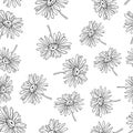 Pyrethrum daisy seamless pattern on white background Royalty Free Stock Photo