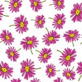 Pyrethrum daisy seamless pattern on white background Royalty Free Stock Photo