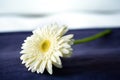 Pyrethrum Flower on the bed