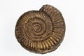 Pyretized Ammonite Royalty Free Stock Photo