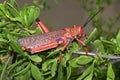 Pyrgomorphid grasshopper Royalty Free Stock Photo