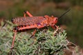 Pyrgomorphid grasshopper Royalty Free Stock Photo