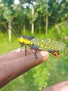 Pyrgomorphidaespecimen of Poekilocerus pictusjava wild grasshoper