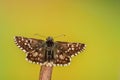 Pyrgus alveus or large hoary skipper is a species of diurnal butterfly in the Hesperiidae family