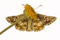 Pyrgus alveus or large hoary skipper is a species of diurnal butterfly in the Hesperiidae family